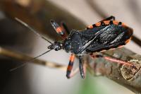 Rhynocoris annulatus