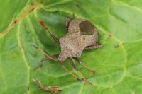 Coreus marginatus