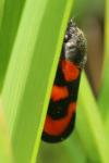 Cercopis vulnerata