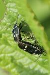 Eurydema oleracea