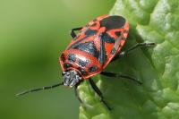 Eurydema ornata
