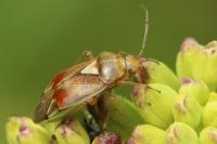 Lygus pratensis
