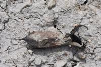 Nepa cinerea