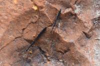 Hydrometra stagnorum