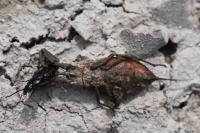 Nepa cinerea