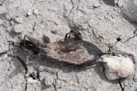 Nepa cinerea