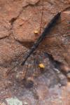 Hydrometra stagnorum