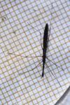 Hydrometra stagnorum