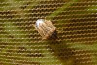 Neottiglossa leporina