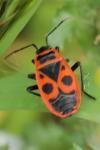 Pyrrhocoris apterus