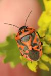 Eurydema ornata