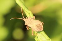 Coreus marginatus