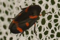 Cercopis intermedia