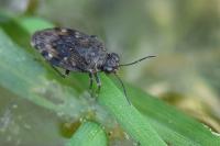 Saldula