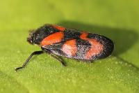 Cercopis vulnerata