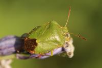 Palomena prasina