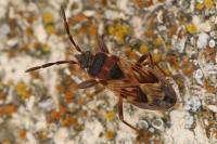 Scolopostethus