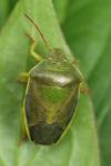 Piezodorus lituratus