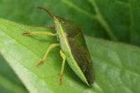 Piezodorus lituratus
