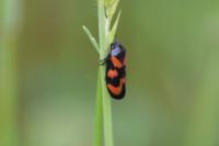 Cercopis vulnerata