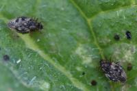 Dictyla humuli