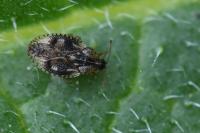 Dictyla humuli