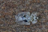 Corythucha ciliata