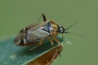Harpocera thoracica