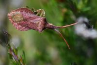 Haploprocta sulcicornis