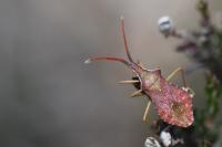 Haploprocta sulcicornis