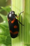 Cercopis intermedia