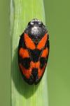 Cercopis vulnerata