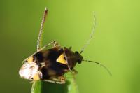 Liocoris tripustulatus