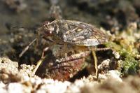 Saldula