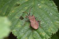 Coreus marginatus