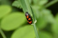 Cercopis vulnerata