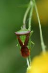 Acanthosoma haemorrhoidale