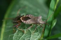 Coreus marginatus