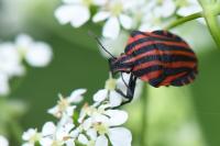 Graphosoma italicum