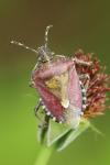 Dolycoris baccarum