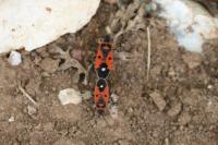 Melanocoryphus albomaculatus