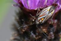 Horistus orientalis