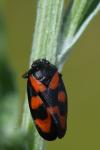 Cercopis vulnerata