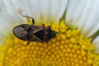 Trapezonotus ullrichi