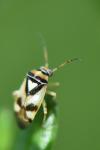Orthops