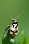 Orthops