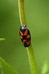 Cercopis vulnerata