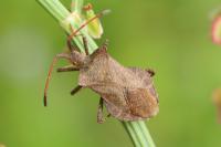 Coreus marginatus