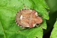 Dyroderes umbraculatus