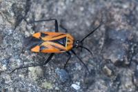 Brachycoleus triangularis